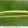 hyponephele naricina talysh larva l4 d